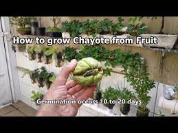 Pin On How To Grow Chayote