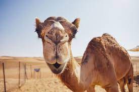 Denial is one of the symptoms of the disease of alcoholism that makes recovery so difficult. The Straw That Broke The Camel S Back Meaning Origin Examples