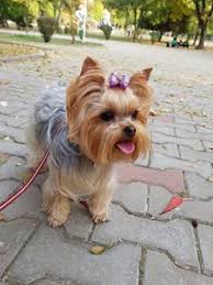 This was done so that they can alert their masters whenever they found something. Yorkie Appearance What Does A Yorkie Look Like Yorkie Advice
