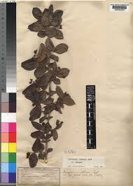 Image result for Psorospermum febrifugum