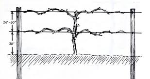 In this video, i will be making a grapevine trellis. Garden Trellis Screening Garden Fence Panels Gates Grape Vine Trellis Designs