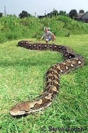 Snake Types Scary Animals Giant Animals Anaconda Snake
