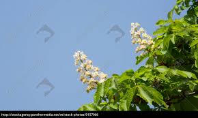 Wusstest du aber, dass die blüten wertvolle wirkstoffe, z.b. Kastanienbaum Mit Blute Stock Photo 9157066 Bildagentur Panthermedia