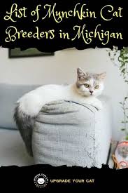 We welcome you to visit us in westchester new york to see our available munchkin kittens for sale. Munchkin Cat Breeders In Michigan Kittens Cats For Sale Upgrade Your Cat