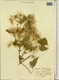 Image result for Clematis hirsuta