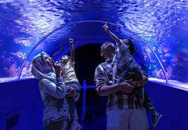 8000 sea creatures and 7 million litres of saltwater. The Shore Oceanarium Phase 2 Promises An All New Adventure Of Ocean Journey Sunah Suka Sakura
