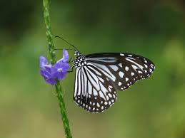 Most salvia species are excellent for butterflies, but the tall blue flower spikes of the cultivar, mystic spires, are especially suited to large butterflies like swallowtails. Attracting Butterflies To Your Miami Garden The 16 Best Butterfly Attracting Plants For South Florida