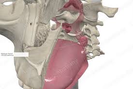 Image result for tonsilla palatina