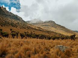 Mount Kenya National Park Wildlife Location In Kenya Africa Wildlife Worldwide