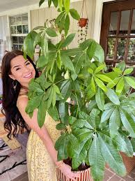 Image result for Pachira glabra