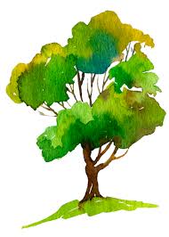At the tree center we have been very fortunate to obtain some beautiful specimens of this unique tree, which must be grown by attaching stem pieces to roots of seedling beech trees. Dogwood Hills Tree Farm Tree Detail Tri Color Beech