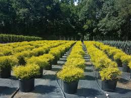 Check spelling or type a new query. Gold Mop Cypress Vision Landscaping Associates