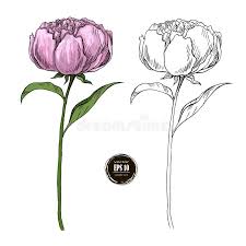Check spelling or type a new query. Beautiful Peony Colored And Black And White Hand Drawn Stock Vector Illustration Of Color Pattern 123171867