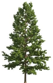 pine realistic tree png clip art best web clipart tree photoshop watercolor trees landscape design pine realistic tree png clip art best