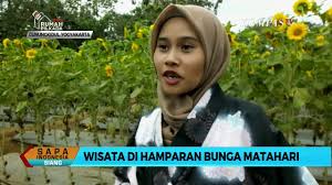 Jangankan dilihat secara langsung, saat diabadikan ke dalam foto pun dapat membuat setiap orang takjub. Wisata Di Hamparan Bunga Matahari Youtube