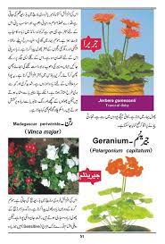 Names and pictures of all flowers. Noons Info How To Grow Outdoor Indoor Plants Flowers Urdu Guide