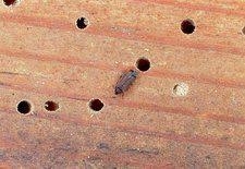 Common Furniture Beetle Beetle