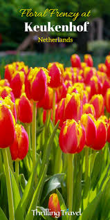 Floral Frenzy At Keukenhof The Tulip Garden Thrilling Travel Tulips Garden Europe Travel Netherlands Travel