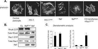 Contact salem gill & partners on messenger. Hiv 1 Nef Disrupts The Podocyte Actin Cytoskeleton By Interacting With Diaphanous Interacting Protein Journal Of Biological Chemistry