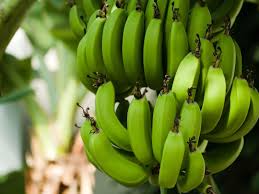 Traveller's palm) merupakan sejenis pokok yang berasal daripada madagascar. Buah Pisang Taksonomi Morfologi Habitat Asal Sebaran Manfaat
