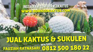 Bunga ini identik dengan duri yang cukup banyak pada bagian batangnya. Harga Promo Tanaman Kaktus Unik Mempawah Borneokaktus Com Jual Kaktus Murah Kaktus Mini Kaktus Hias Souvenir Kaktus