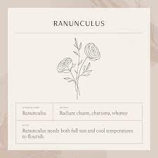 Ranunculus Necklace Gldn Ranunculus Flower Branding Flower Meanings