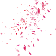 Gambar bunga tulip gambar rangkaian bunga png kumpulan cara dan tips menarik. Pink Rose Petal Falling Png Gambar Bunga Untuk Edit Picsart Transparent Png Free Download On Tpng Net