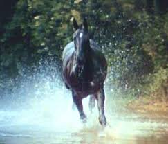 Explain that to these beauty empires. Black Beauty Serienoldies De