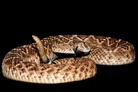 This Rattlesnake Dares You to Call Its Bluff - The New York Times