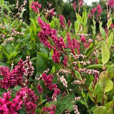 Image result for Indigofera mimosoides