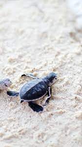 Check spelling or type a new query. Cute Baby Turtle Wallpapers Top Free Cute Baby Turtle Backgrounds Wallpaperaccess