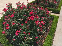 We did not find results for: Plants For Dallas Your Source For The Best Landscape Plant Information For The Dallas Ft Worth Metroplex Knockout Rose