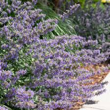 It grows up to 36 inches tall and 30 inches wide, so be sure to give it plenty of room in your garden. Catmint Plant Varieties