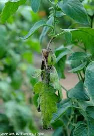 Image result for tomato seedling botrytis