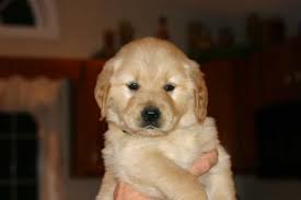 Golden retrievers always rank high among the most popular breeds in the united states. Supergoldens