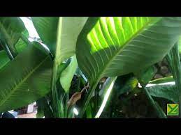 Karakteristik tumbuhan seperti halnya daun tebu dan daun bambu, daun pisang juga merupakan daun yang lengkap karena terdiri dari pelepah daun (vagina) yang saling membalut dengan daun yang. Hd1080p Beginilah Ketika Tanaman Hias Calathea Lutea Tumbuh Pada Rumpun Yang Padat Youtube