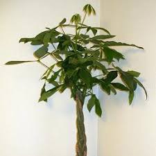 Image result for pachira obrázek