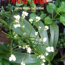 Akar penghuni batu dan pokok berpaut erat ke permukaan dan sering. Pokok Orkid Tikus Orkid Tanah Tahan Lama Bunganya Sejenis Herba Sangat Senang Mudah Hidup Dengan Subur Shopee Malaysia