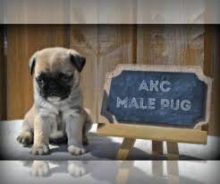 Find pug puppies and dogs for adoption today! Pug Puppies For Sale Near Zeeland Michigan Usa Page 1 10 Per Page Puppyfinder Com