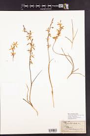 Image result for Hesperantha longicollis