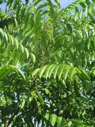 Image result for Trichilia