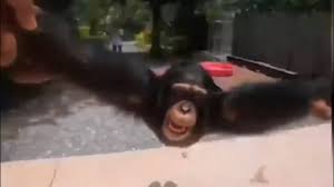 Check spelling or type a new query. Return To Monke Know Your Meme