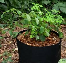 Image result for Rourea thomsonii