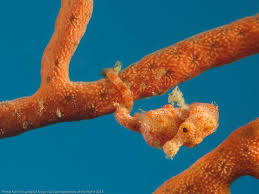 Copy Of Literature Update This Iucn Seahorse Pipefish Seadragon