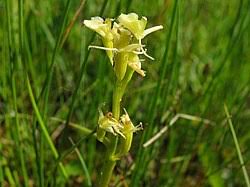 Image result for Liparis hemipilioides