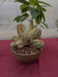 Image result for Euphorbia cooperi