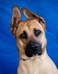Any age up to 8 weeks up to 12 weeks up to 16 weeks older than 16 weeks. 14 Great Dane Mixes Gigantic Mixed Breeds To Melt Your Heart