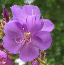 Image result for Dissotis