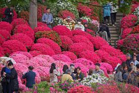 Nezu Shrine Tokyo Azalea Festival April May Azalea Festival Azaleas Garden Flower Festival