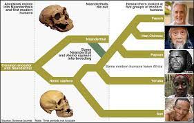 Incorrectly mixed neanderthals with modern humans, saying neanderthals were an extreme may have mated with at least two groups of ancient humans: Neanderthals Crystalinks